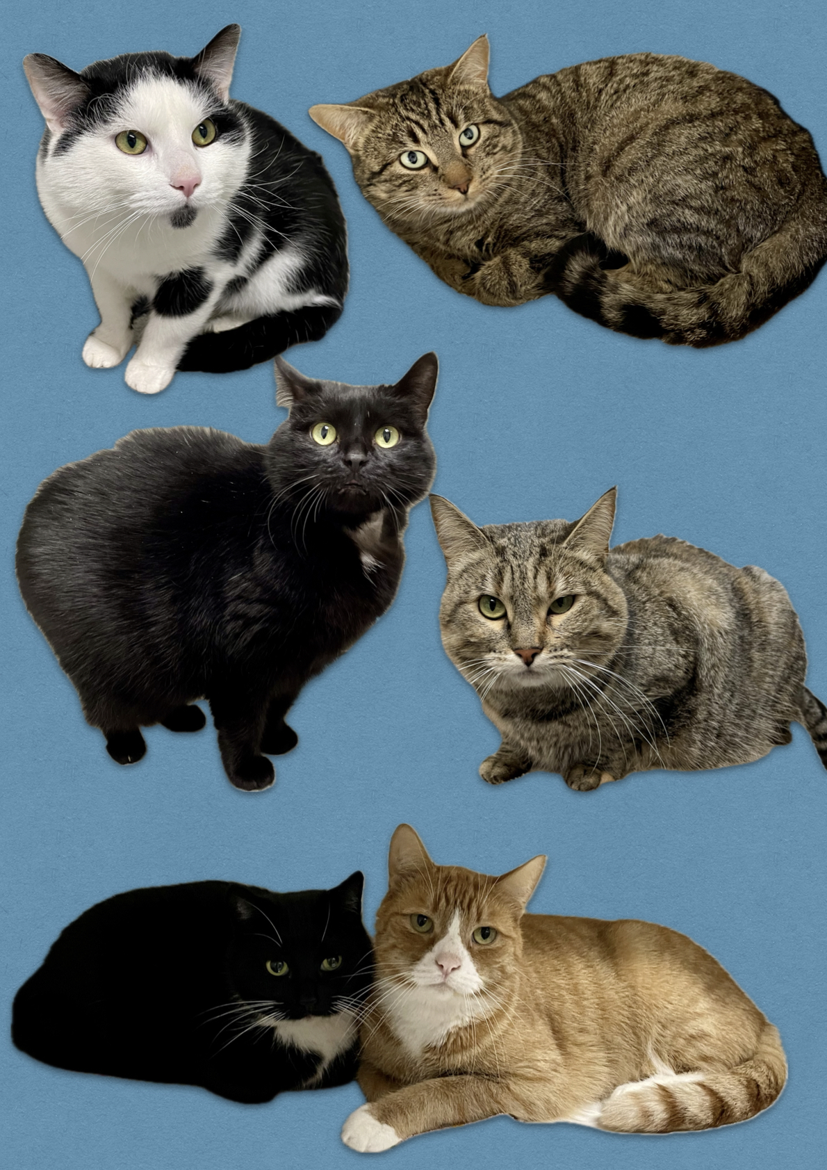 katten adopteren